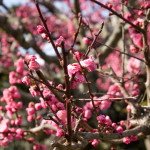 10-03-11 - Kioto 4930