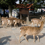 10-03-12 - Nara - Osaka 5027