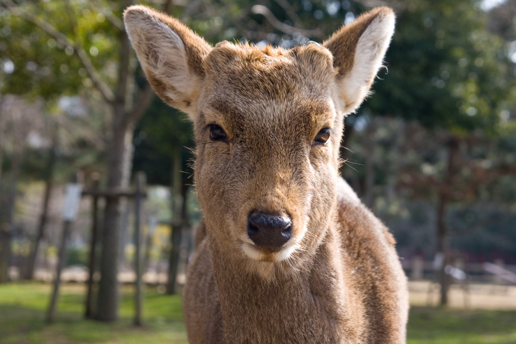 10-03-12 - Nara - Osaka 5034