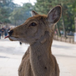 10-03-12 - Nara - Osaka 5059