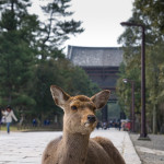 10-03-12 - Nara - Osaka 5074