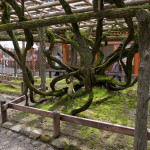 10-03-12 - Nara - Osaka 5137