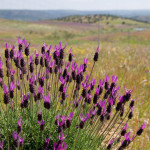 10-05-01 - Campo 7368