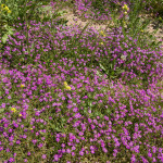 10-05-01 - Campo 7375