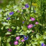 10-05-01 - Campo 7391