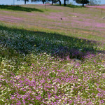 10-05-01 - Campo 7395