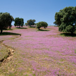 10-05-01 - Campo 7399