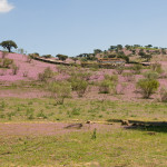 10-05-01 - Campo 7428