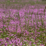 10-05-01 - Campo 7436